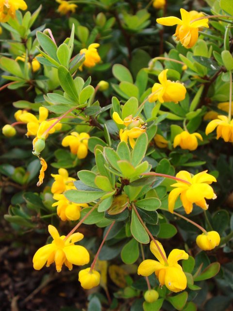 Berberis buxifolia 'Nana' fleur P1A P12 P30